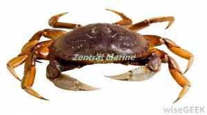 isolated-dungeness-crab                 