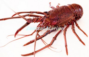 lobster4_bg  